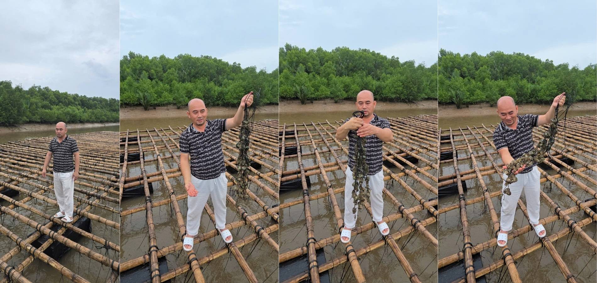 Nuôi trồng thuỷ sản: Hàu Đại Dương